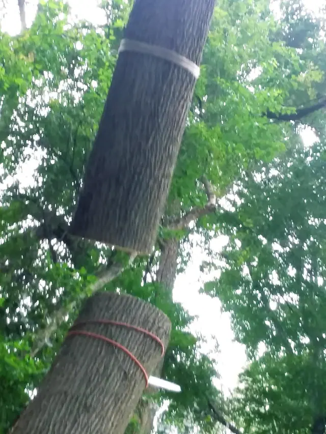 Recent New Day tree job 5