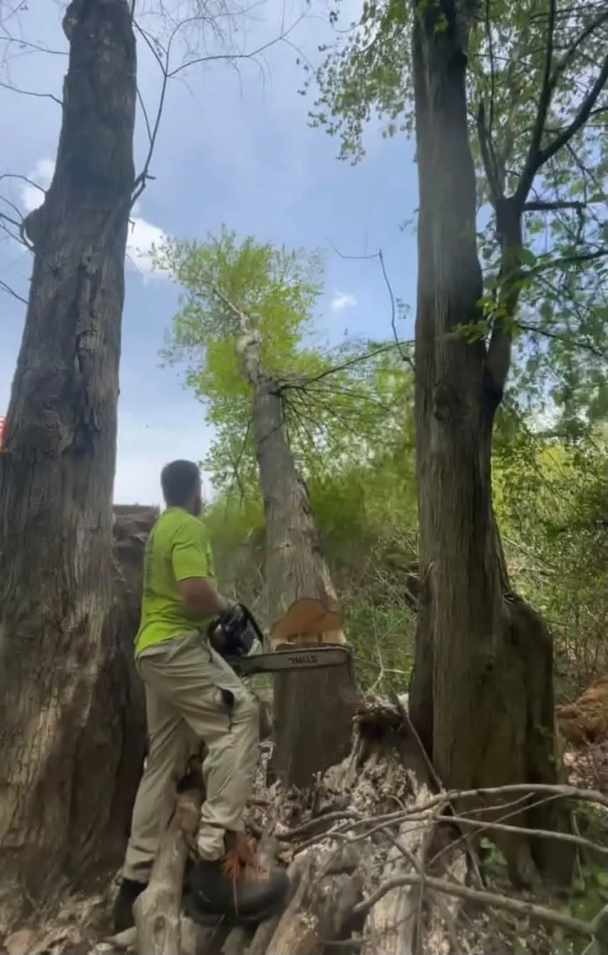 New Day Land clearing work