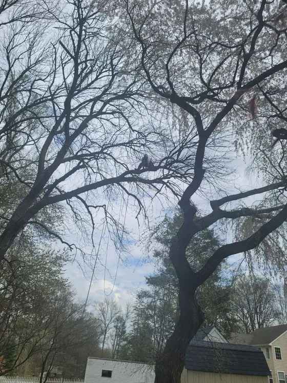 Recent New Day tree job 6