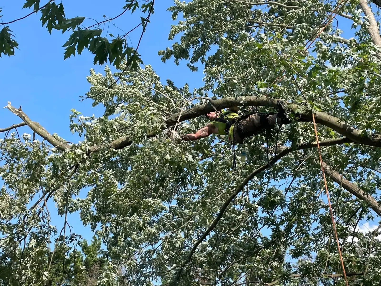 New Day Trimming & pruning work