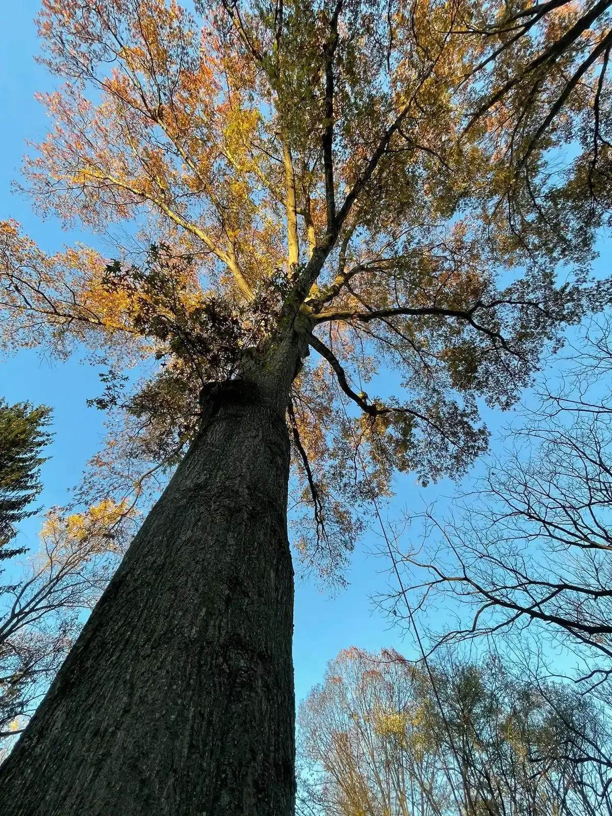 A tall mature tree over a residential yard