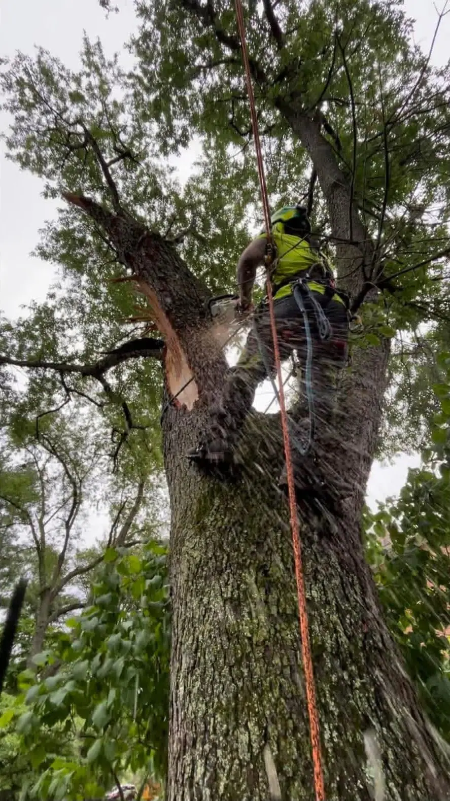 Climber lowering a cut section with rope