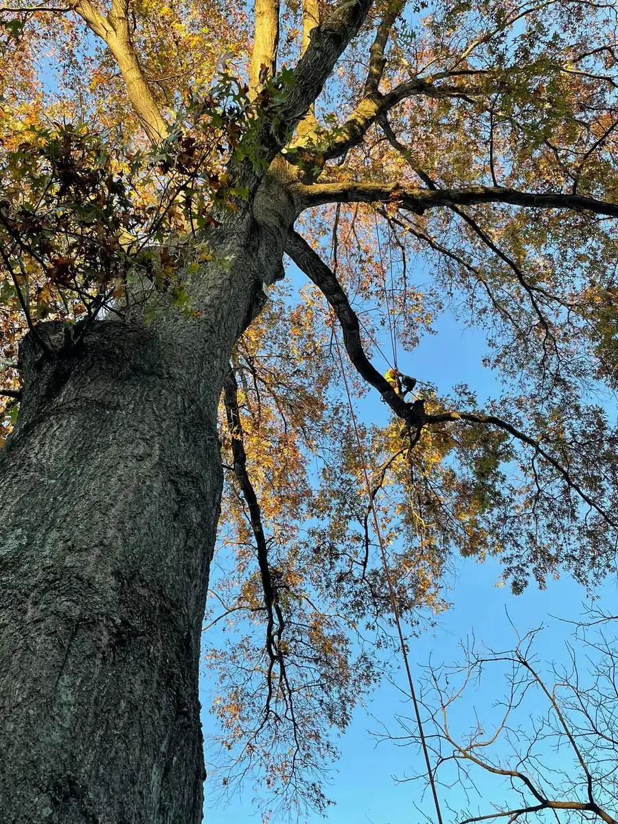 New Day Tree Service climber high in an autumn tree